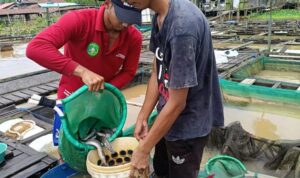 Para pembudidaya memanen ikan air tawar pada salah satu petak keramba di Loa Kulu, Kabupaten Kutai Kartanegara, Kaltim. Foto Antara