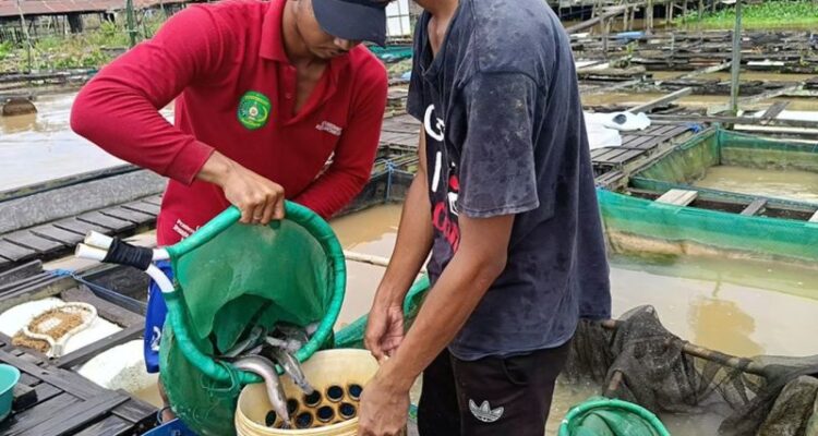 Para pembudidaya memanen ikan air tawar pada salah satu petak keramba di Loa Kulu, Kabupaten Kutai Kartanegara, Kaltim. Foto Antara