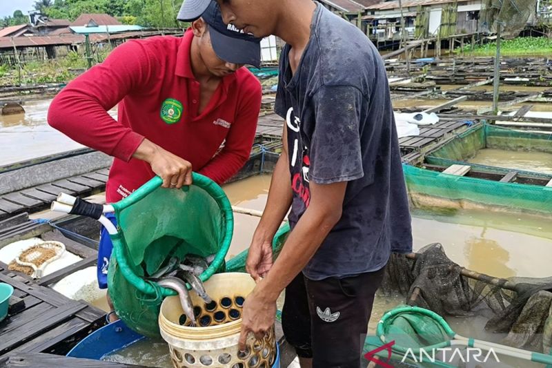 Para pembudidaya memanen ikan air tawar pada salah satu petak keramba di Loa Kulu, Kabupaten Kutai Kartanegara, Kaltim. Foto Antara