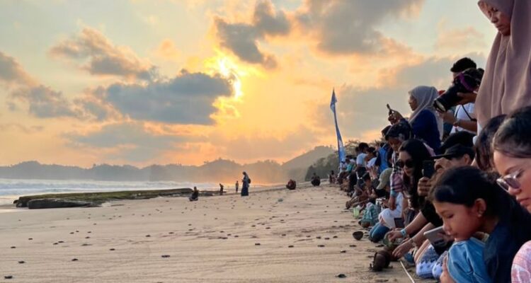 Kegiatan pelepasliaran penyu di Kabupaten Malang, Jawa Timur. Sumber foto: Antara