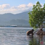 Resident remove trash trapped in the roots of a mangrove tree in Labuan Alas, Sumbawa, West Nusa Tenggara, on Tuesday (July 7, 2026). Antara Photo