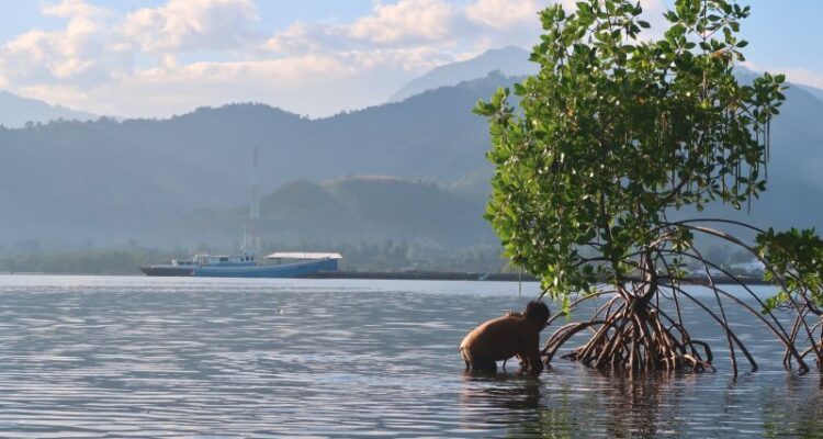 Resident remove trash trapped in the roots of a mangrove tree in Labuan Alas, Sumbawa, West Nusa Tenggara, on Tuesday (July 7, 2026). Antara Photo