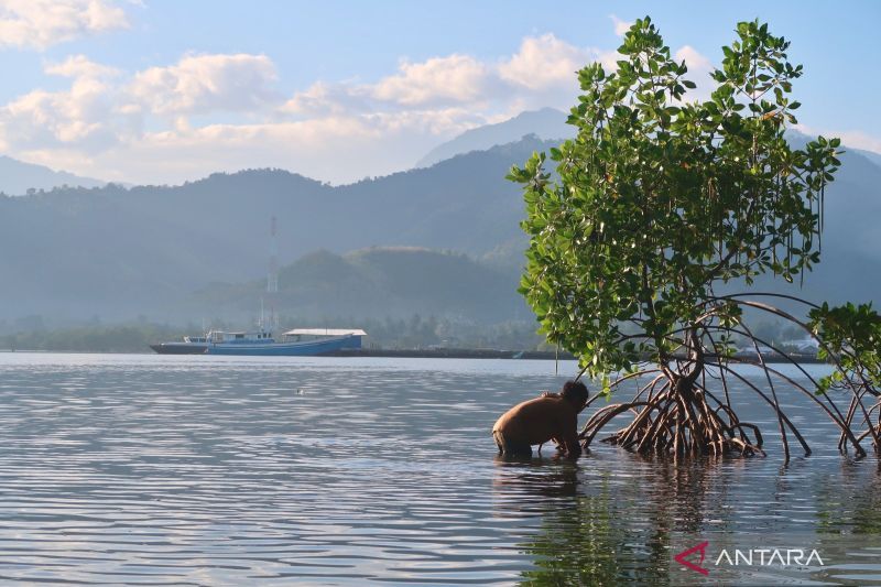Resident remove trash trapped in the roots of a mangrove tree in Labuan Alas, Sumbawa, West Nusa Tenggara, on Tuesday (July 7, 2026). Antara Photo Resident remove trash trapped in the roots of a mangrove tree in Labuan Alas, Sumbawa, West Nusa Tenggara, on Tuesday (July 7, 2026). Antara Photo