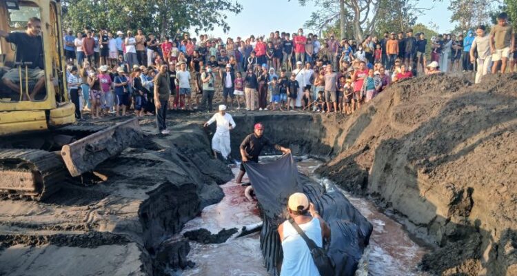 Petugas gabungan mengubur paus bungkuk dengan panjang tujuh meter lebih yang ditemukan terdampar di Pantai Perancak, Kabupaten Jembrana, Bali, Selasa (14/7/2026). Sumber foto: Antara