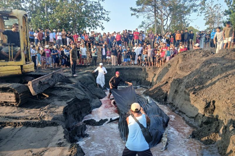 Petugas gabungan mengubur paus bungkuk dengan panjang tujuh meter lebih yang ditemukan terdampar di Pantai Perancak, Kabupaten Jembrana, Bali, Selasa (14/7/2026). Sumber foto: Antara