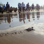 Seekor tukik bergerak menuju perairan saat pelepasliaran tukik dalam rangkaian Gerakan Langit Biru Indonesia Asri di Pantai Teleng Ria, Pacutan, Jawa Timur, Jumat (10/7/2026). Kegiatan dalam rangka memperingati HUT ke-25 Partai Demokrat tersebut diawali pelepasan ratusan tukik dan aksi bersih pantai sebagai upaya meningkatkan kepedulian masyarakat terhadap konservasi penyu, pelestarian lingkungan pesisir, serta menjaga keberlangsungan ekosistem laut. Foto Antara