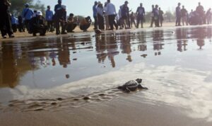 Seekor tukik bergerak menuju perairan saat pelepasliaran tukik dalam rangkaian Gerakan Langit Biru Indonesia Asri di Pantai Teleng Ria, Pacutan, Jawa Timur, Jumat (10/7/2026). Kegiatan dalam rangka memperingati HUT ke-25 Partai Demokrat tersebut diawali pelepasan ratusan tukik dan aksi bersih pantai sebagai upaya meningkatkan kepedulian masyarakat terhadap konservasi penyu, pelestarian lingkungan pesisir, serta menjaga keberlangsungan ekosistem laut. Foto Antara