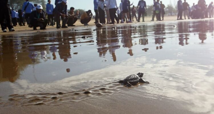 Seekor tukik bergerak menuju perairan saat pelepasliaran tukik dalam rangkaian Gerakan Langit Biru Indonesia Asri di Pantai Teleng Ria, Pacutan, Jawa Timur, Jumat (10/7/2026). Kegiatan dalam rangka memperingati HUT ke-25 Partai Demokrat tersebut diawali pelepasan ratusan tukik dan aksi bersih pantai sebagai upaya meningkatkan kepedulian masyarakat terhadap konservasi penyu, pelestarian lingkungan pesisir, serta menjaga keberlangsungan ekosistem laut. Foto Antara