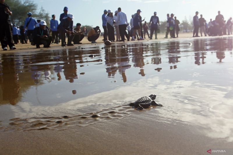 Seekor tukik bergerak menuju perairan saat pelepasliaran tukik dalam rangkaian Gerakan Langit Biru Indonesia Asri di Pantai Teleng Ria, Pacutan, Jawa Timur, Jumat (10/7/2026). Kegiatan dalam rangka memperingati HUT ke-25 Partai Demokrat tersebut diawali pelepasan ratusan tukik dan aksi bersih pantai sebagai upaya meningkatkan kepedulian masyarakat terhadap konservasi penyu, pelestarian lingkungan pesisir, serta menjaga keberlangsungan ekosistem laut. Foto Antara Seekor tukik bergerak menuju perairan saat pelepasliaran tukik dalam rangkaian Gerakan Langit Biru Indonesia Asri di Pantai Teleng Ria, Pacutan, Jawa Timur, Jumat (10/7/2026). Kegiatan dalam rangka memperingati HUT ke-25 Partai Demokrat tersebut diawali pelepasan ratusan tukik dan aksi bersih pantai sebagai upaya meningkatkan kepedulian masyarakat terhadap konservasi penyu, pelestarian lingkungan pesisir, serta menjaga keberlangsungan ekosistem laut. Foto Antara