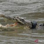 Ilustrasi - Seekor buaya menampakkan diri di sungai. Sumber foto: Antara