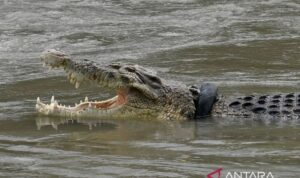 Ilustrasi - Seekor buaya menampakkan diri di sungai. Sumber foto: Antara