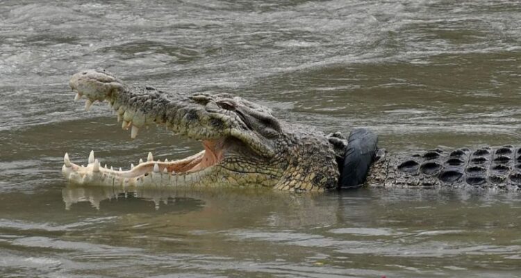 Ilustrasi - Seekor buaya menampakkan diri di sungai. Sumber foto: Antara