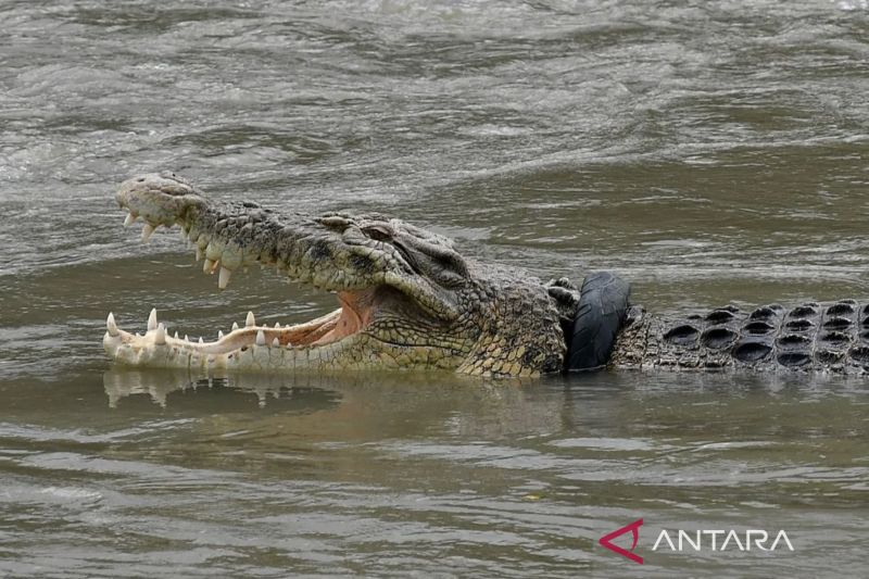 Ilustrasi - Seekor buaya menampakkan diri di sungai. Sumber foto: Antara Ilustrasi - Seekor buaya menampakkan diri di sungai. Sumber foto: Antara