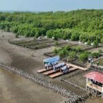 Kegiatan Penanaman mangrove dan penahan ombak di wilayah pesisir utara Karawang. Foto Antara
