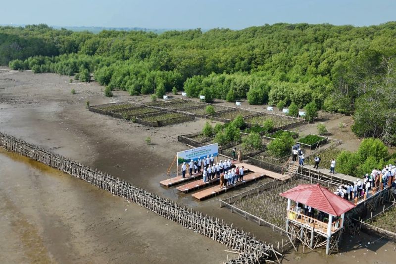 Kegiatan Penanaman mangrove dan penahan ombak di wilayah pesisir utara Karawang. Foto Antara