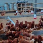 Warga Pulau Panggang Kepulauan Seribu menyulap lahan sempit jadi peternakan ayam petelur sebagai upaya mendukung ketahanan pangan. Sumber foto: Antara