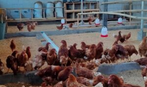 Warga Pulau Panggang Kepulauan Seribu menyulap lahan sempit jadi peternakan ayam petelur sebagai upaya mendukung ketahanan pangan. Sumber foto: Antara Warga Pulau Panggang Kepulauan Seribu menyulap lahan sempit jadi peternakan ayam petelur sebagai upaya mendukung ketahanan pangan. Sumber foto: Antara