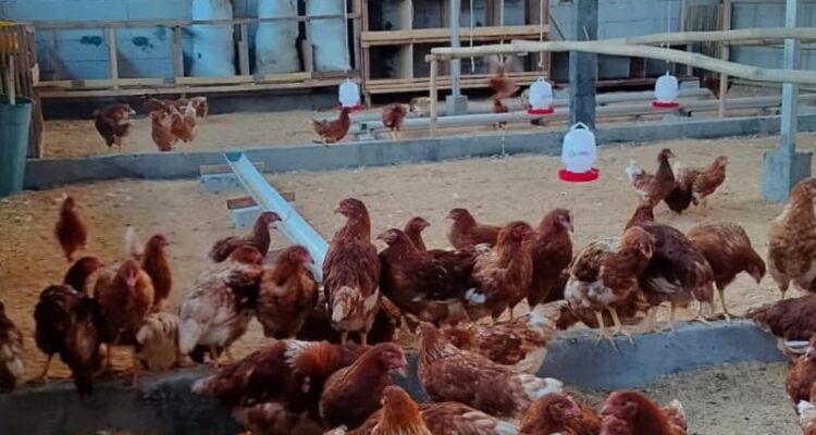 Warga Pulau Panggang Kepulauan Seribu menyulap lahan sempit jadi peternakan ayam petelur sebagai upaya mendukung ketahanan pangan. Sumber foto: Antara