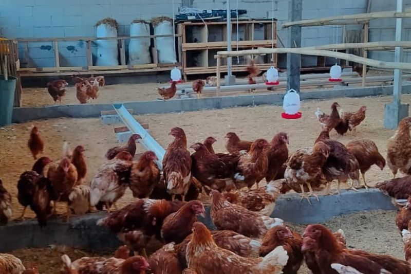 Warga Pulau Panggang Kepulauan Seribu menyulap lahan sempit jadi peternakan ayam petelur sebagai upaya mendukung ketahanan pangan. Sumber foto: Antara Warga Pulau Panggang Kepulauan Seribu menyulap lahan sempit jadi peternakan ayam petelur sebagai upaya mendukung ketahanan pangan. Sumber foto: Antara