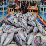 Arsip foto - Nelayan menata ikan tuna hasil tangkapan di atas kapal saat bersandar di Tempat Pelelangan Ikan (TPI) Sendang Biru, Kabupaten Malang, Jawa Timur. Foto Antara