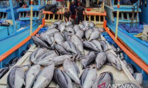 Arsip foto - Nelayan menata ikan tuna hasil tangkapan di atas kapal saat bersandar di Tempat Pelelangan Ikan (TPI) Sendang Biru, Kabupaten Malang, Jawa Timur. Foto Antara