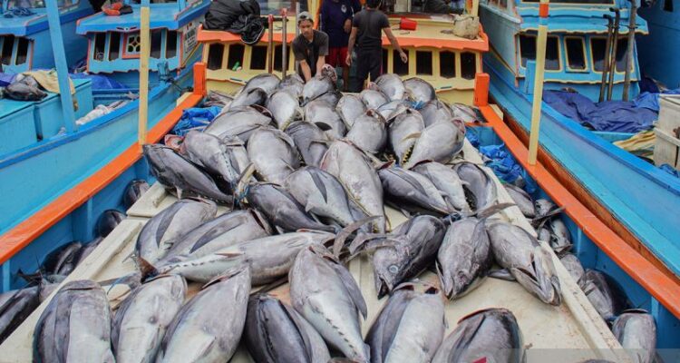Arsip foto - Nelayan menata ikan tuna hasil tangkapan di atas kapal saat bersandar di Tempat Pelelangan Ikan (TPI) Sendang Biru, Kabupaten Malang, Jawa Timur. Foto Antara