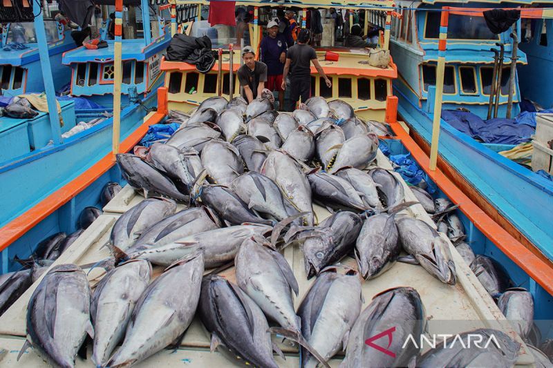 Arsip foto - Nelayan menata ikan tuna hasil tangkapan di atas kapal saat bersandar di Tempat Pelelangan Ikan (TPI) Sendang Biru, Kabupaten Malang, Jawa Timur. Foto Antara Arsip foto - Nelayan menata ikan tuna hasil tangkapan di atas kapal saat bersandar di Tempat Pelelangan Ikan (TPI) Sendang Biru, Kabupaten Malang, Jawa Timur. Foto Antara