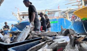 Ilustrasi - Aktivitas bongkar muat ikan di Pelabuhan Perikanan Karangsong di Kabupaten Indramayu, Jawa Barat. Foto Antara