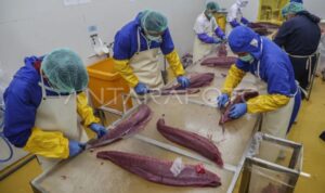 Illustration – Workers cut tuna meat for export at a fish processing facility in the Nusantara Fishing Port complex in Ternate, North Maluku, Indonesia, Jan. 19, 2026. Antara Photo