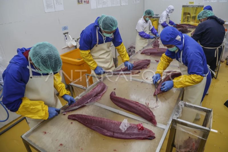 Illustration – Workers cut tuna meat for export at a fish processing facility in the Nusantara Fishing Port complex in Ternate, North Maluku, Indonesia, Jan. 19, 2026. Antara Photo