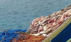 Puluhan potongan ikan hiu beserta barang bukti yang disita oleh UPTD KKP3K KDPS pada Kamis (16/7/2026). Sumber foto: Antara Puluhan potongan ikan hiu beserta barang bukti yang disita oleh UPTD KKP3K KDPS pada Kamis (16/7/2026). Sumber foto: Antara