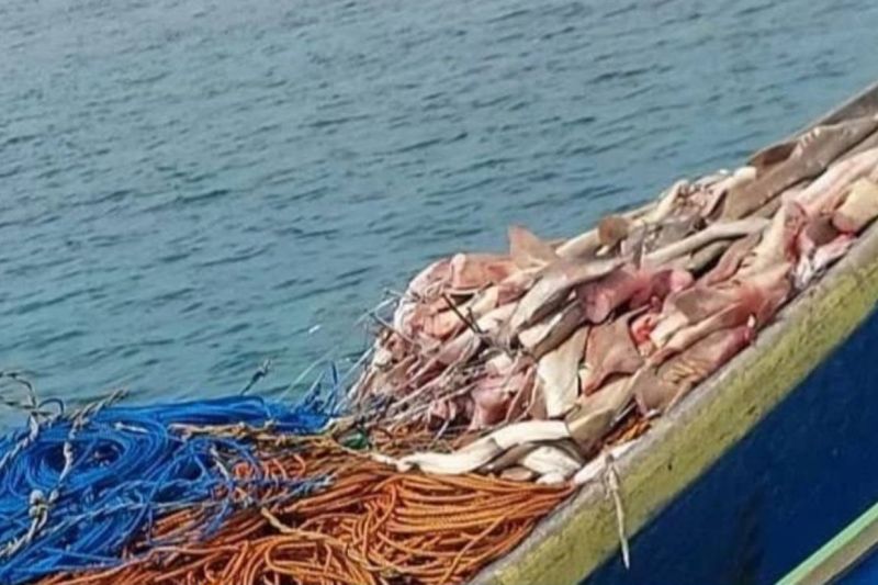Puluhan potongan ikan hiu beserta barang bukti yang disita oleh UPTD KKP3K KDPS pada Kamis (16/7/2026). Sumber foto: Antara Puluhan potongan ikan hiu beserta barang bukti yang disita oleh UPTD KKP3K KDPS pada Kamis (16/7/2026). Sumber foto: Antara