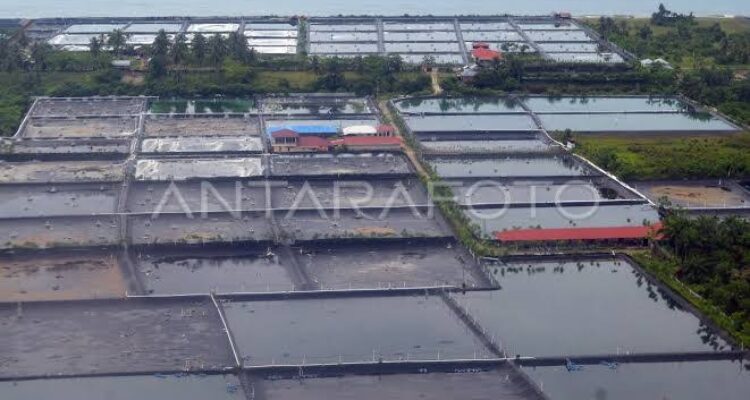 Ilustrasi tambak perikanan budi daya. Foto Antara