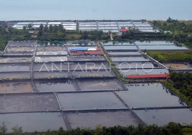 Ilustrasi tambak perikanan budi daya. Foto Antara Ilustrasi tambak perikanan budi daya. Foto Antara