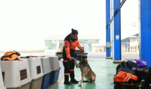 Personel tim SAR dari Direktorat Polisi Satwa Korps Sabhara Baharkam Polri bersama anjing K-9 bersiap sebelum terbang untuk membantu penanganan dampak gempa NTT di Bandar Udara Pondok Cabe Polri, Tangerang Selatan, Minggu (16/8/2026). Sumber foto: Antara Personel tim SAR dari Direktorat Polisi Satwa Korps Sabhara Baharkam Polri bersama anjing K-9 bersiap sebelum terbang untuk membantu penanganan dampak gempa NTT di Bandar Udara Pondok Cabe Polri, Tangerang Selatan, Minggu (16/8/2026). Sumber foto: Antara