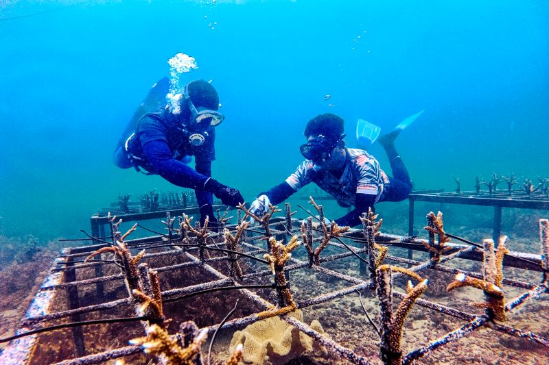 Penyelam melakukan transplantasi terumbu karang di kawasan rehabilitasi Tebok Batang, Kota Bontang, Kalimantan Timur. Sumber foto: Antara