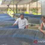Dokumen budidaya ikan lele binaan Dinas Kelautan dan Perikanan (Diskan) Kabupaten Pamekasan. Sumber foto: Antara