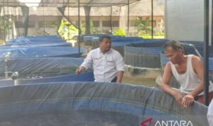 Dokumen budidaya ikan lele binaan Dinas Kelautan dan Perikanan (Diskan) Kabupaten Pamekasan. Sumber foto: Antara Dokumen budidaya ikan lele binaan Dinas Kelautan dan Perikanan (Diskan) Kabupaten Pamekasan. Sumber foto: Antara