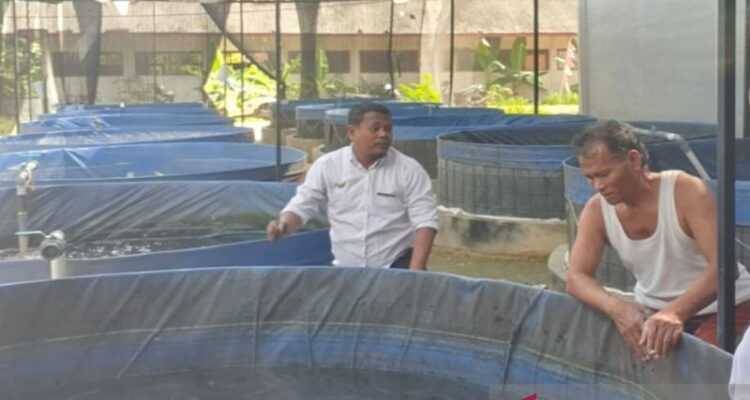 Dokumen budidaya ikan lele binaan Dinas Kelautan dan Perikanan (Diskan) Kabupaten Pamekasan. Sumber foto: Antara