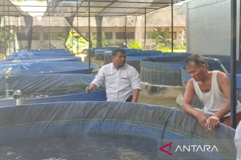 Dokumen budidaya ikan lele binaan Dinas Kelautan dan Perikanan (Diskan) Kabupaten Pamekasan. Sumber foto: Antara Dokumen budidaya ikan lele binaan Dinas Kelautan dan Perikanan (Diskan) Kabupaten Pamekasan. Sumber foto: Antara