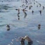 Penampakan rumput laut yang rusak akibat pencemaran minyak di perairan pulau Semau. Sumber foto: Antara