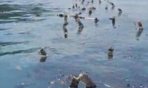 Penampakan rumput laut yang rusak akibat pencemaran minyak di perairan pulau Semau. Sumber foto: Antara Penampakan rumput laut yang rusak akibat pencemaran minyak di perairan pulau Semau. Sumber foto: Antara