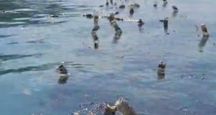 Penampakan rumput laut yang rusak akibat pencemaran minyak di perairan pulau Semau. Sumber foto: Antara