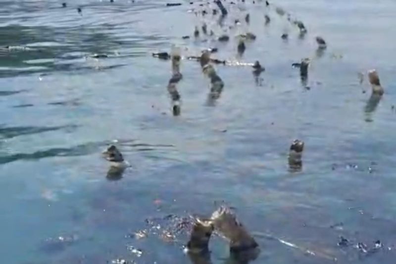 Penampakan rumput laut yang rusak akibat pencemaran minyak di perairan pulau Semau. Sumber foto: Antara Penampakan rumput laut yang rusak akibat pencemaran minyak di perairan pulau Semau. Sumber foto: Antara