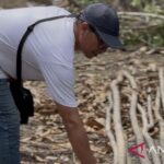 Manajer Operasional Pantai Aruna Benny Fasius menemukan sejumlah batang pohon bakau yang ditebang secara ilegal di pantai Aruna, Kecamatan Kalianda. Sumber foto: Antara