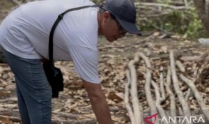 Manajer Operasional Pantai Aruna Benny Fasius menemukan sejumlah batang pohon bakau yang ditebang secara ilegal di pantai Aruna, Kecamatan Kalianda. Sumber foto: Antara Manajer Operasional Pantai Aruna Benny Fasius menemukan sejumlah batang pohon bakau yang ditebang secara ilegal di pantai Aruna, Kecamatan Kalianda. Sumber foto: Antara