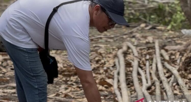 Manajer Operasional Pantai Aruna Benny Fasius menemukan sejumlah batang pohon bakau yang ditebang secara ilegal di pantai Aruna, Kecamatan Kalianda. Sumber foto: Antara
