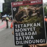 Aksi protes aktivis terhadap program ekspor monyet ekor panjang. Sumber foto: Antara