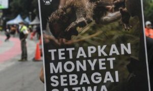 Aksi protes aktivis terhadap program ekspor monyet ekor panjang. Sumber foto: Antara