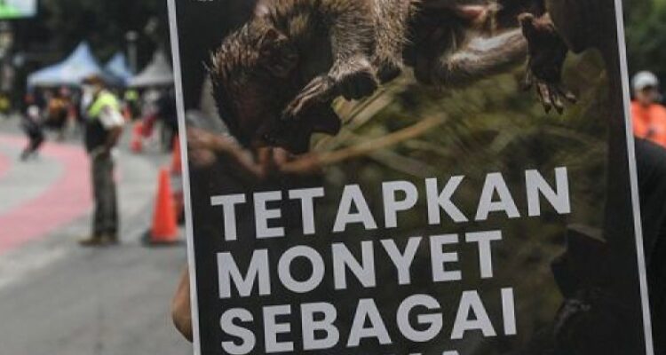 Aksi protes aktivis terhadap program ekspor monyet ekor panjang. Sumber foto: Antara